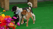 happy dog GIF by Rachael Ray Show