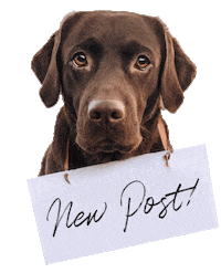 chocolatelab_bailey dog newpost bailey labrador Sticker