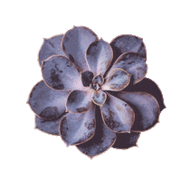 Echeveria Sticker by kochanow