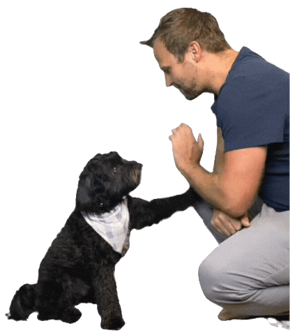 High Five Dog Sticker by Andrew Jevin - Compass