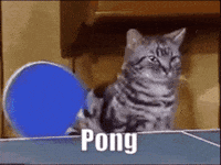 Ping Pong Cat GIF