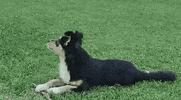 worldtravelerdog funny cute dog animal GIF