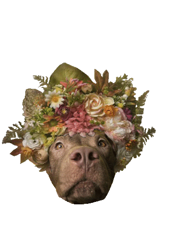 pit bull love Sticker by Sophie Gamand