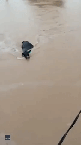 'Keep Swimmin', Mate': Cow Encouraged to Persevere Through Floodwater in New South Wales