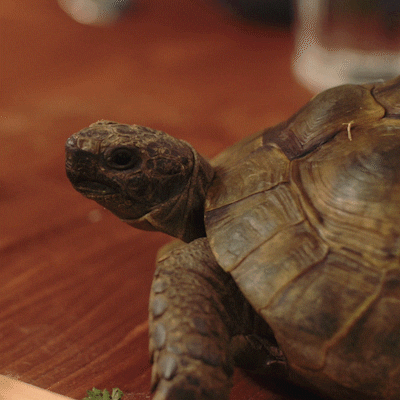 michaelyfilmproduktion giphyupload turtle sr wg GIF