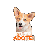 petland_brasil petland petlandbrasil srday Sticker
