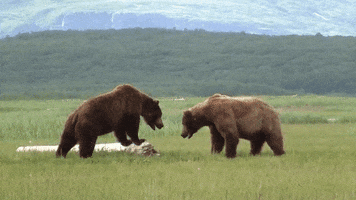grizzly bear GIF