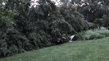 Trees Uprooted as Tornado Touches Down Near Annapolis, Maryland