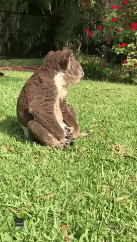 Diaper-Clad Koala Recovers From Bushfire Injuries