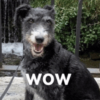 southspainproperties dog wow real estate realtor GIF