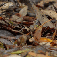 Pop Out Pbs Nature GIF by Nature on PBS