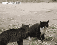 cat fighting GIF