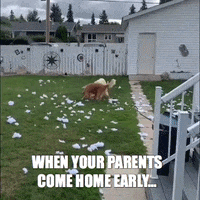 SophiaParra  GIF