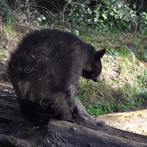Oregon Zoo Cubs GIF by Storyful