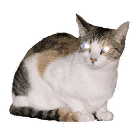 Cat Sticker Sticker