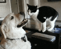 cats prove GIF