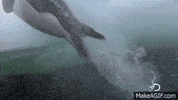 penguin fail GIF