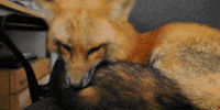 fox eeeee GIF