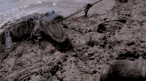 swamp people reaction gif GIF