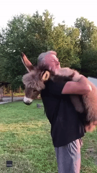 Man Cradles Donkey at Ohio Farm