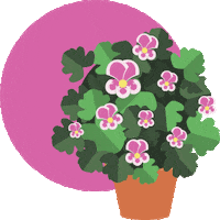 Beauty Flowers Sticker by PRO-MIX Gardening
