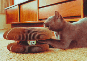 Cat Vintage GIF