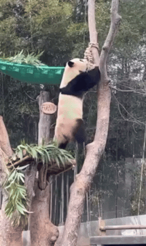 c742c96ae50b453ca3fb75a1c5021c8c giphyupload GIF