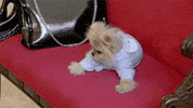 real housewives GIF by RealityTVGIFs