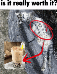 Bobatea Catmemes GIF