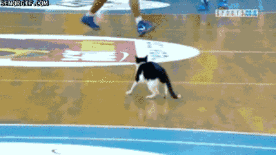 cat chasing GIF