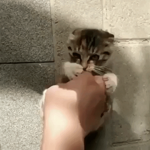 Play Time Kitten GIF by JustViral.Net
