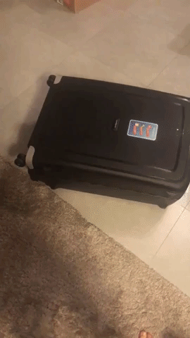 something suitcase GIF
