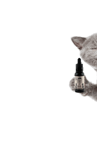 Cats Cbd Sticker by info@ourlifecbd.com