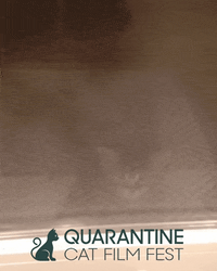 Cat GIF by Row House Cinema