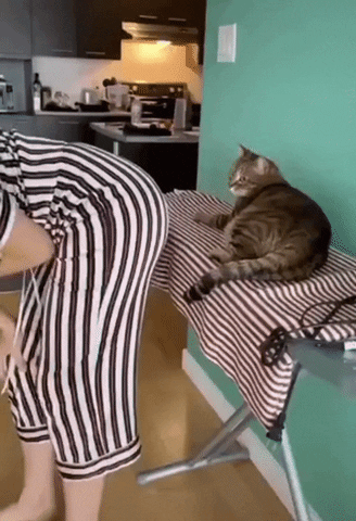 cuteanimalland giphyupload GIF