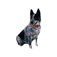 Cattledog Sticker by Geekster Pets