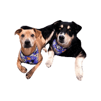 Dogs Halloween Dog Sticker by Geekster Pets