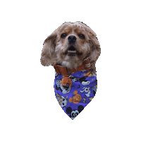 Cocker Spaniel Pumpkin Dog Sticker by Geekster Pets