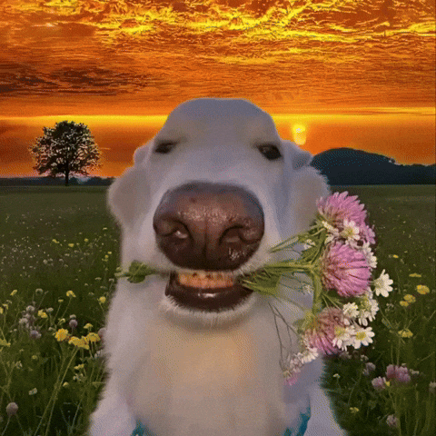 Dog Love GIF