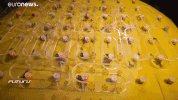 robots bees GIF by euronews