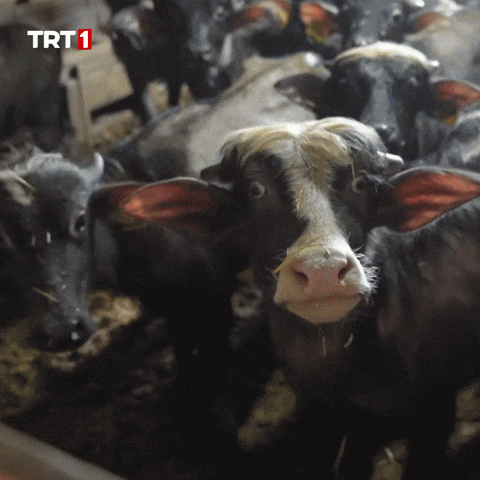 Look Omg GIF by TRT