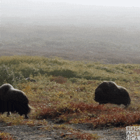 Andrew Scott Wildlife GIF by BBC America