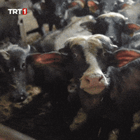 Look Omg GIF by TRT