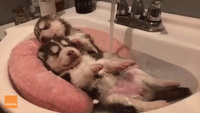 Puppy Bath: Expectation vs Reality