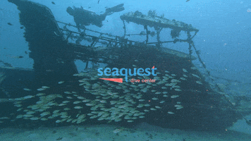 Ocean Philippines GIF by Seaquest Dive center