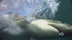 shark GIF