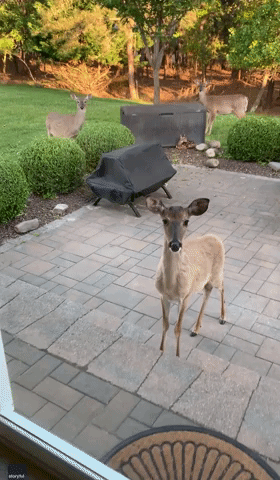 Deer Shows Off Tiny Fawn to Human Friend