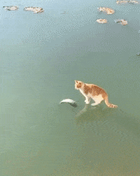Funny GIF by JustViral.Net