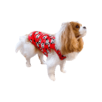 Cavalier Sticker