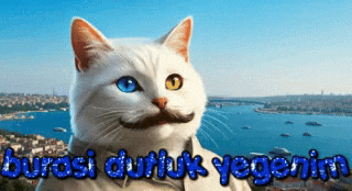 Cat Crypto GIF by vankedisi